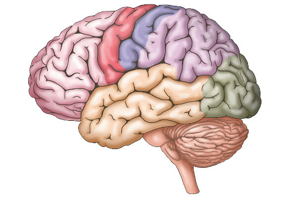 Hjernen er en komponent i sentralnervesystemet så vel som ryggmargen.
