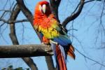 Macaw (Family Psittacidae)