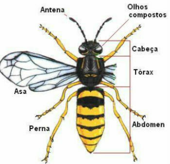Insects' body anatomy