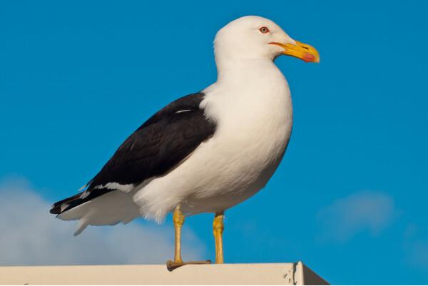 Seagull: characteristics, habitat, overpopulation