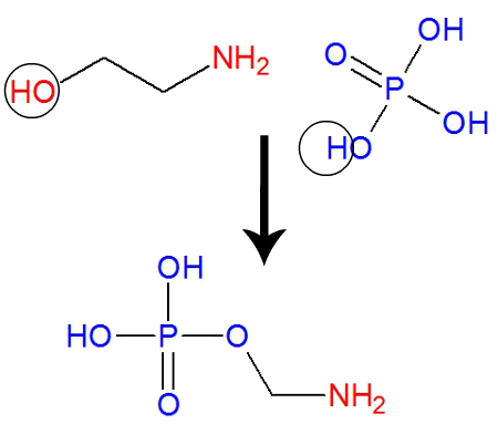 Équation représentant la réaction de synthèse de la phosphoéthanolamine