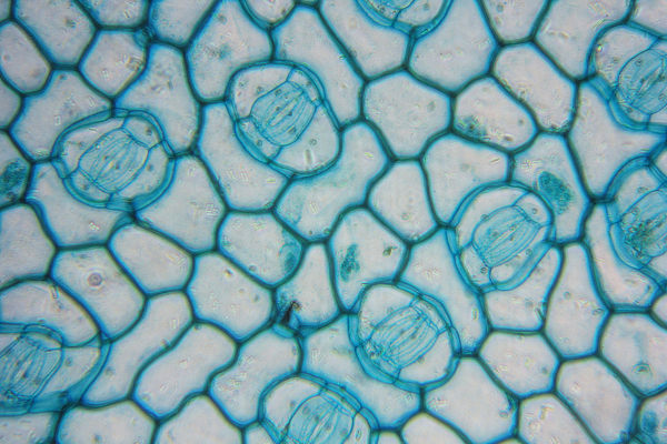 In the epidermis it is possible to observe several stomata.