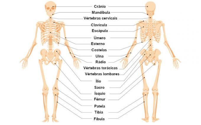 Schauen Sie sich einige Knochen an, aus denen das menschliche Skelett besteht.