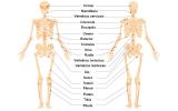 Skeletalsystem: Funktioner og typer knogler