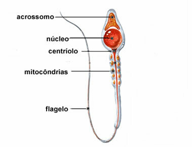 Spermatogenesis. What is spermatogenesis and how does it occur?