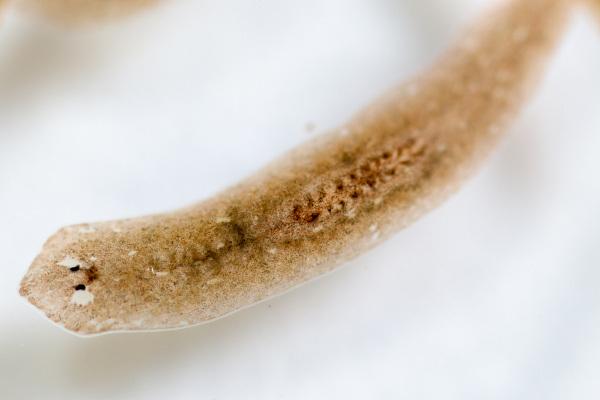 De platworm is een vrijlevende platworm.