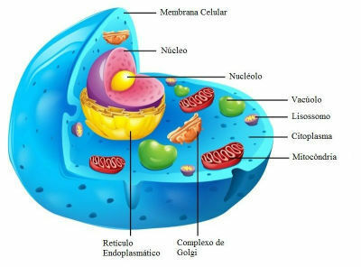 細胞学：抽象、細胞および細胞小器官