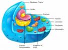 Цитологія: реферат, клітини та органели