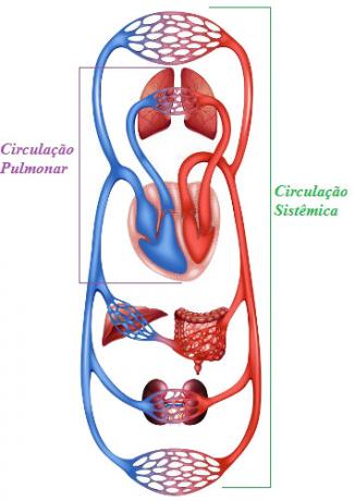 Systemisk og pulmonal cirkulation