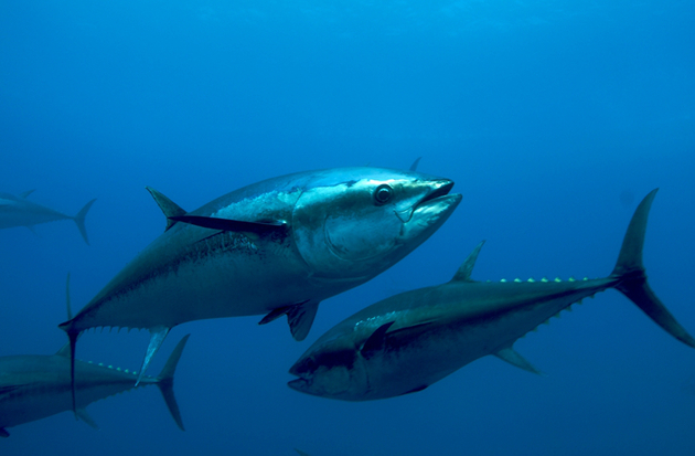 Plavoperajna tuna