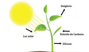 fotosinteză