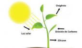 Kaj je fotosinteza? Kako se to zgodi, kakšen je njen postopek in koraki