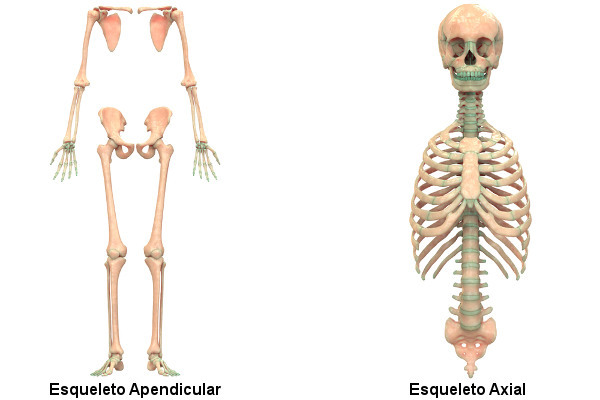  Bemærk de strukturer, der udgør det appendikulære og aksiale skelet.