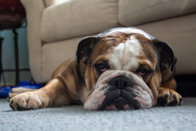 How to differentiate dog breeds, Photo: Pexels.
