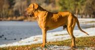 Oroszlánok és kutyák: fedezz fel 4 kutyafajtát, amelyek felállhatnak a dzsungel királyával szemben