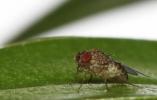 'Virgin birth': lalat menghasilkan keturunan sendiri setelah modifikasi genetik; memahami