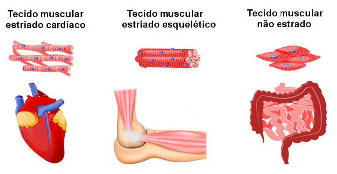 Muscle tissue: characteristics, types and functions