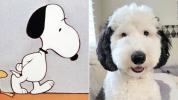 Snoopy, is that you? From cartoon to real life, it really exists