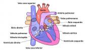 Vježbe na kardiovaskularnom sustavu