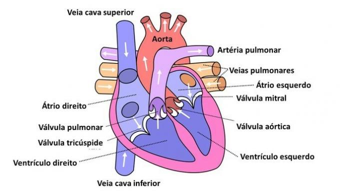 Oefeningen op het cardiovasculaire systeem