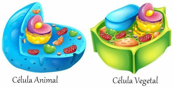 Značilnosti in zgradba živalske celice