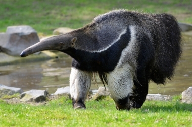 Anteater, en av artene som finnes på RECOR