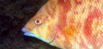 Mutant fish? Get to know the details of a rare species that 'steals color'