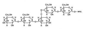 Was sind Polysaccharide: Beispiele und Funktionen