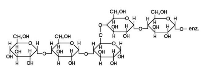 Que sont les polysaccharides: exemples et fonctions