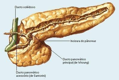 anatomie van de alvleesklier