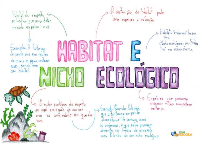 Habitat en ecologische niche