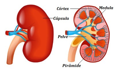 Kidney characteristics and functions