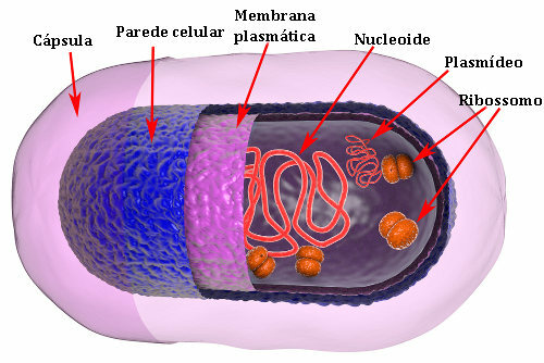 Observați prezența nucleoidului și a plasmidelor în celula procariotă. Plasmidele sunt un tip de ADN extracromozomal