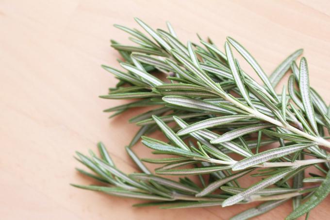 Meaning of Rosemary (What it is, Concept and Definition)