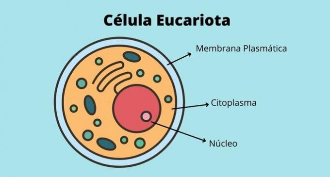 Structurile celulelor eucariote