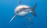 Shark: characteristics, reproduction, white shark
