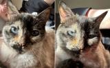 Мистерията зад хипнотизиращите очи: запознайте се с тази котка