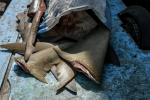 Ibama konfiscēja rekordlielu daudzumu 28,7 tonnas haizivs spuru