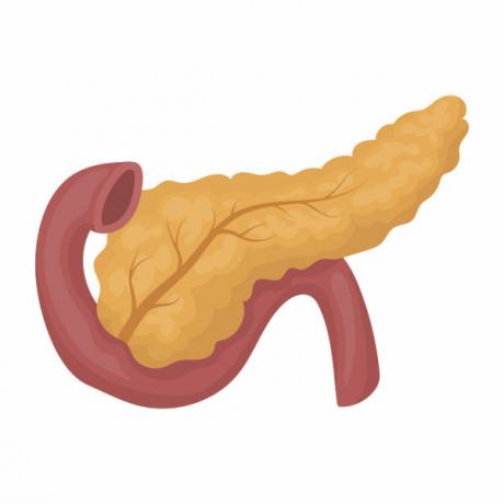 Поджелудочная железа отвечает за выработку панкреатического сока и гормонов инсулина и глюкагона.
