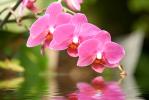 Signification de l'orchidée (qu'est-ce que c'est, concept et définition)