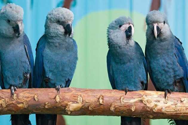 modrý papagáj