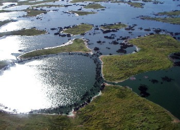 Pantanal vegetation image