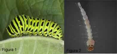 Figur 1. Larver, den larveformen av sommerfugler. Figur 2. Dengue mygglarve