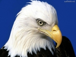 Meaning of Eagle (What it is, Concept and Definition)