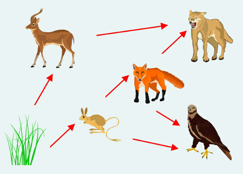 The food web is formed by several interconnected food chains