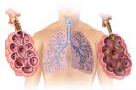Pľúcne alveoly: aké sú, štruktúra, funkcia