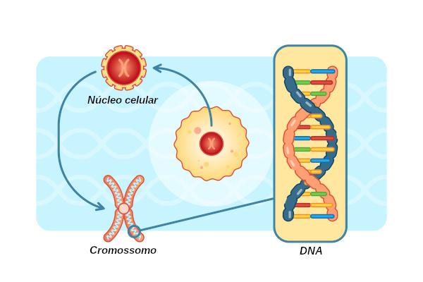 Hücre çekirdeği: nedir, bileşenleri ve işlevleri