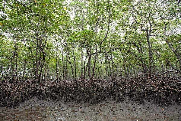 Mangrova, un ecosistem prezent pe coasta Pernambuco, și-a dat numele reînnoirii culturale a ritmului de mangue.