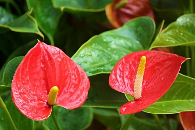 Proměňte svůj domov pomocí 5 rostlin, které kvetou po celý rok