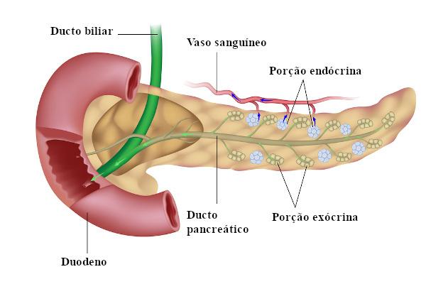 The pancreas has an endocrine and an exocrine portion. The endocrine portion is responsible for the synthesis of insulin and glucagon.